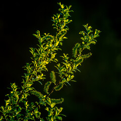 Beautiful fresh, green spring leaves on the branches. Natural scenery of trees in spring in Northern Europe.