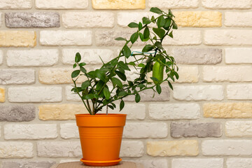 Small indoor citrus plant with ripening green finger-shaped fruit in orange pot against decorative brick wall background. Close-up. Home citrus tree growing. Decorative house herb