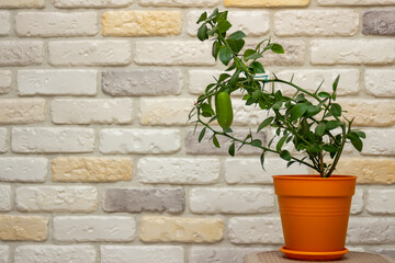 Fototapeta na wymiar Small indoor citrus plant with ripening green finger-shaped fruit in orange pot against decorative brick wall background. Close-up. Home citrus tree growing. Decorative house herb