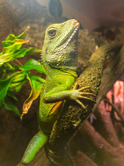 green lizard Agama on a branch