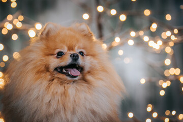Pomeranian dog posing in beautiful studio. Christmas lights and decorations.