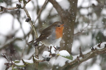 Rotkehlchen im Schnee