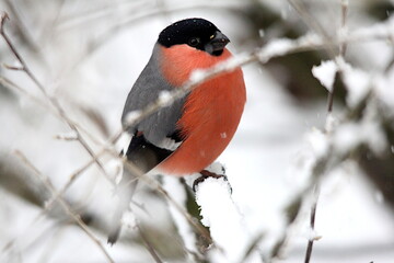 Gimpel im Schnee