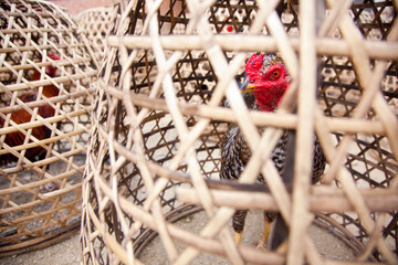 Chicken for sale in bamboo cage, © Cameron