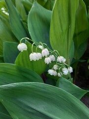 
Spring flowers lilies of the valley