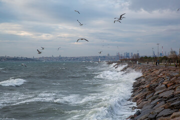 seagulls in flight