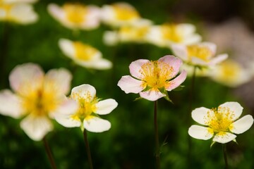 チングルマ咲き誇る