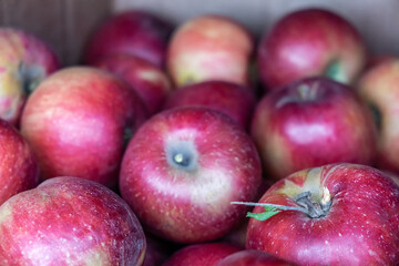 Fototapeta na wymiar Harvesting apples, harvesting concept. Close-up of red ripe organic apples, full frame