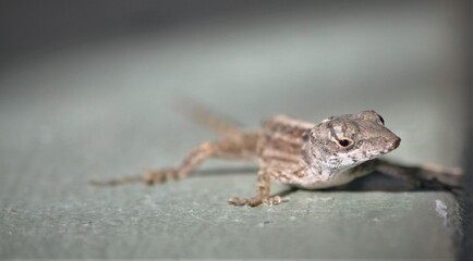 Close up of gecko lizard on wall.