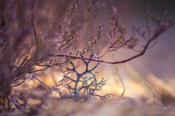 Beautiful closeup of small lichen growing on the forest froor in spring. Natural scenery with shallow depth of field. Woodlands in Northern Europe.