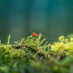 Beautiful closeup of small lichen growing on the forest froor in spring. Natural scenery with shallow depth of field. Woodlands in Northern Europe.