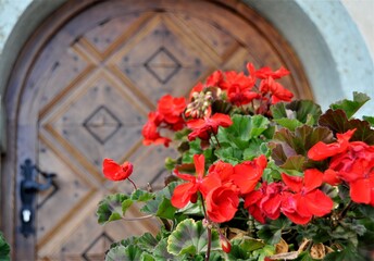 Fototapeta na wymiar Red geranium flowers against old wooden door.