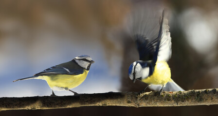 A pair of blue tits on a horizontal branch, one flapping its wings, trying to keep its balance, the other watching.