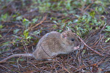 Naklejka na ściany i meble Brown rat foraging for food on the woodland floor.