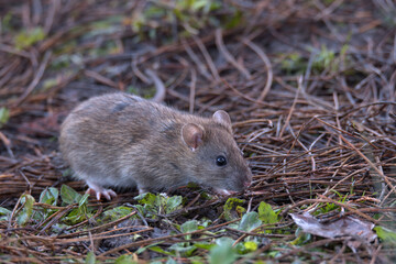 Naklejka na ściany i meble Brown rat foraging for food on the woodland floor.