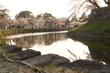 Fototapeta na wymiar 桜