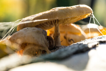 Dried old mushrooms in a state of decay with white threads