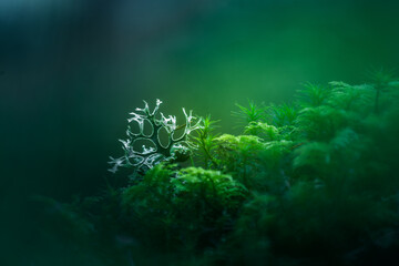 Beautiful closeup of small lichen growing on the forest froor in spring. Natural scenery with shallow depth of field. Woodlands in Northern Europe. - obrazy, fototapety, plakaty