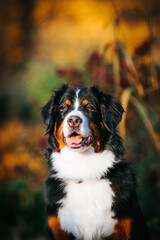 Bernese mountain dog female in the beautiful autumn park.