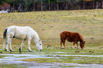 horses in the meadow