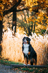 Bernese mountain dog female in the beautiful autumn park.