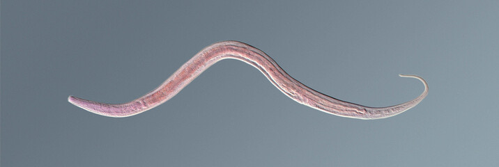 Nematode roundworm stained under the phase contrast microscope
