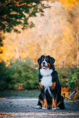 Bernese mountain dog female in the beautiful autumn park.