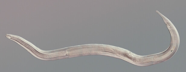 Nematode roundworm stained under the phase contrast microscope