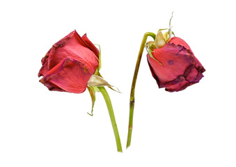 old dried rose with full depth of field isolated white back ground