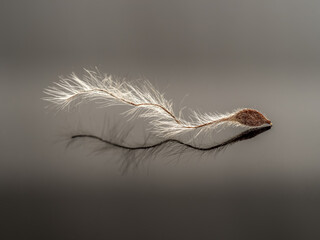 Macro shot of a dry seed of Travellers joy - Clematis vitalba.