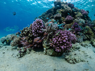 Underwater world. Colorful corals with exotic fish in Red sea