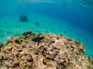 Underwater world. Exotic fish in bottom of Red sea