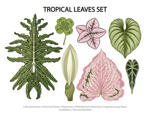 Leaves set vector botanical illustration, tropical exotic plant, jungle foliage isolated on white background.