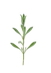sage Green leaves with isolated white back ground full depth of field