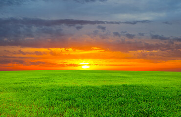 wide green rural field at the dramatic sunset, countryside agricultural scene