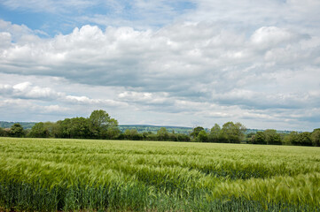 field of wheat