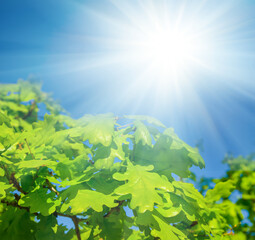 Fototapeta na wymiar closeup green fresh oak tree branch in the light of sparkle sun