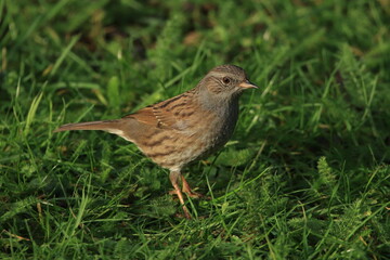 A Dunnock standing in the grass.