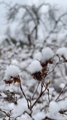 snow covered branches