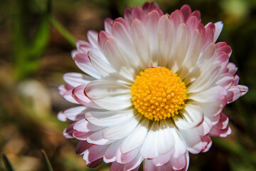 daisy flowers close-up, daisies on a green natural background, album cover