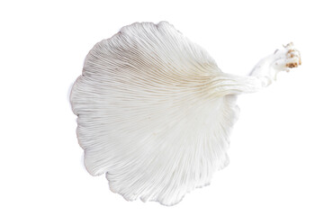 Naklejka premium Oyster Mushroom (Phoenix Mushroom, Lung Oyster Mushroom) is a good choice of food for vegetarian. Close up of behind of oyster mushroom with white background.