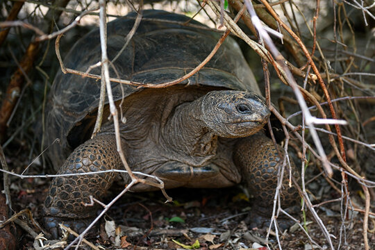Giant Seychelles turtle in the Park on the island of Prizon, Zanzibar, Tanzania. The Aldabra giant tortoise sits in the branches of a tree. Reptile is the largest of the current genera of dinosaurs