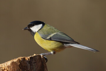 Obraz premium A Great tit perched on a tree stump