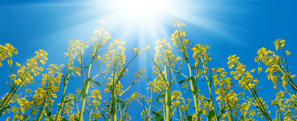 Fototapeta na wymiar yellow rape field under a sparkle sun, spring countryside natural agricultural background