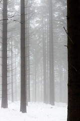 Fog in the winter forest, solhouettes of tree trunks in foggy weather