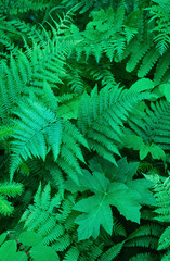 341-47 Textures of Green