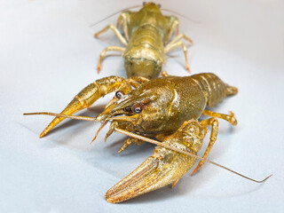 Live crayfish on a gray background.