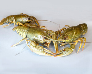Live crayfish on a gray background.