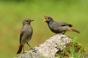 A female Black redstart feeding a juvenile.