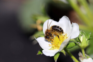 bee on a flower, a bee is pollinating